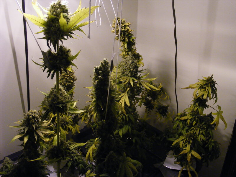 Cannabis Plants in Bloom — Green