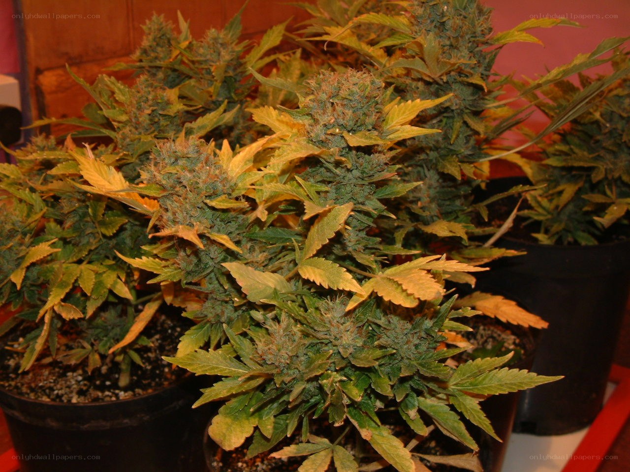 cannabis plants in bloom