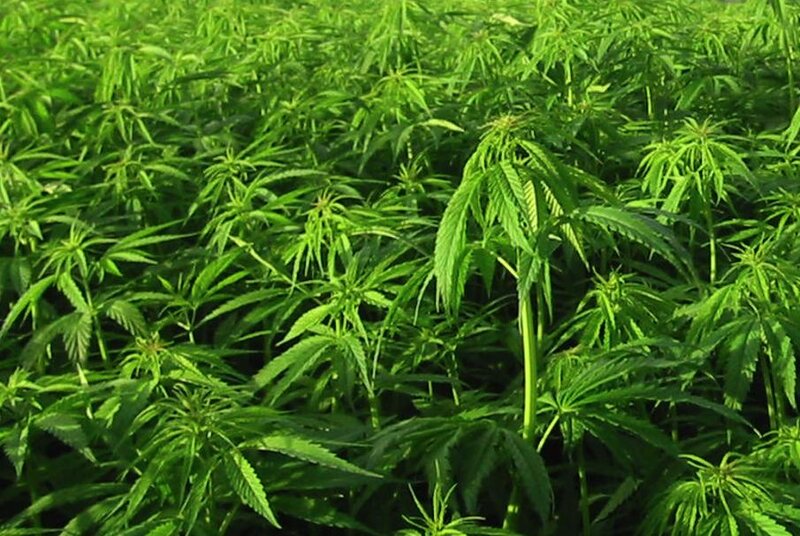 Cannabis Plants in Field — Green