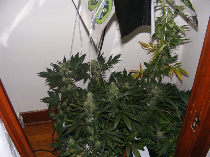 Cannabis plants in indoor grow