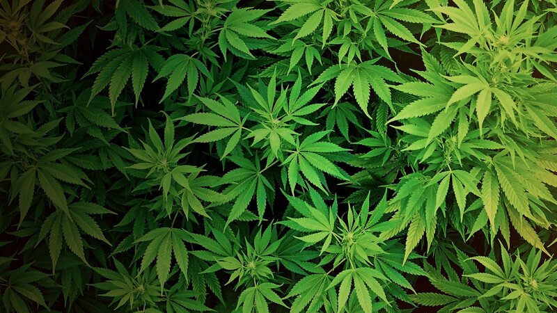 Cannabis Plants