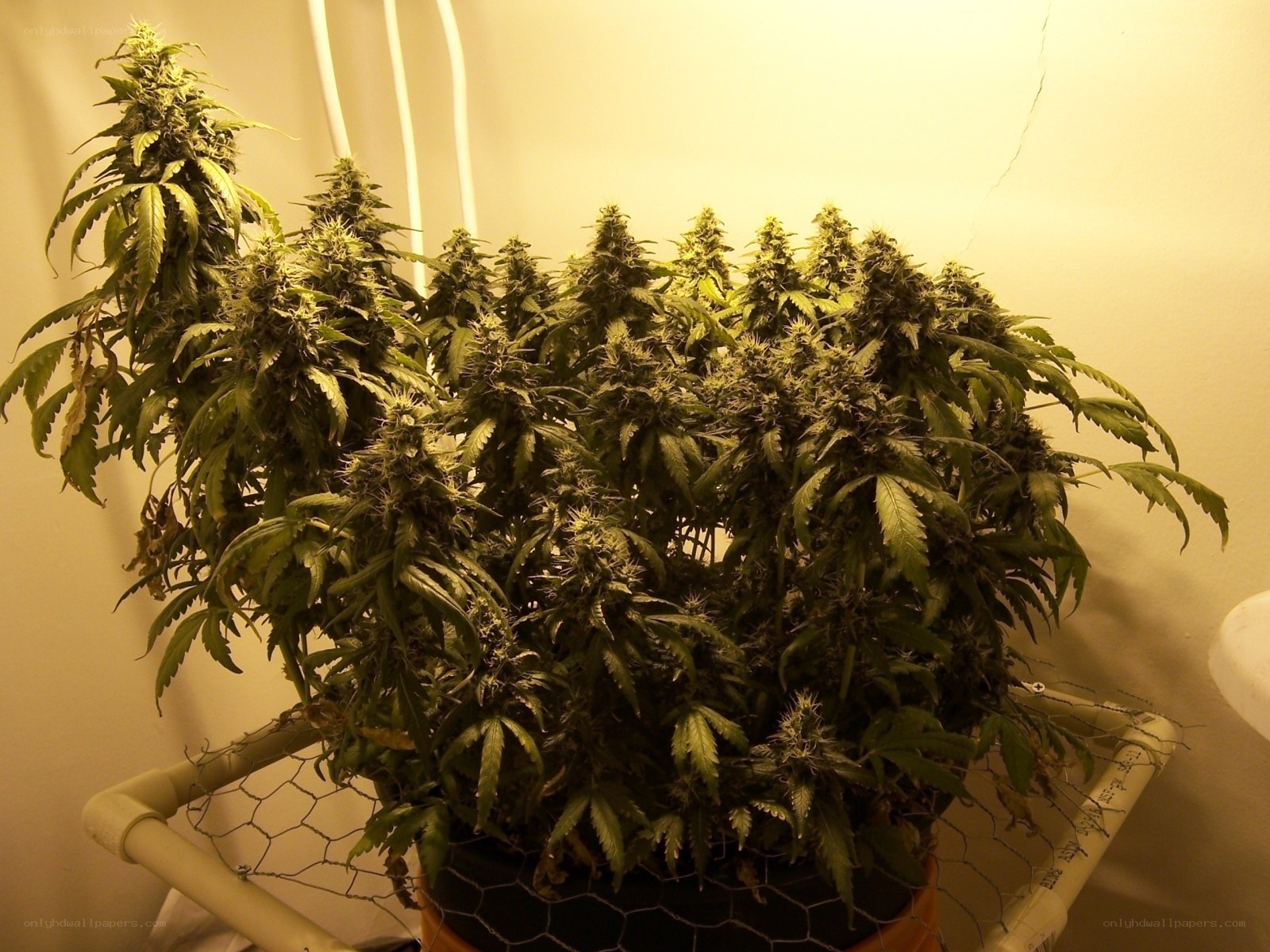 cannabis plants under grow light