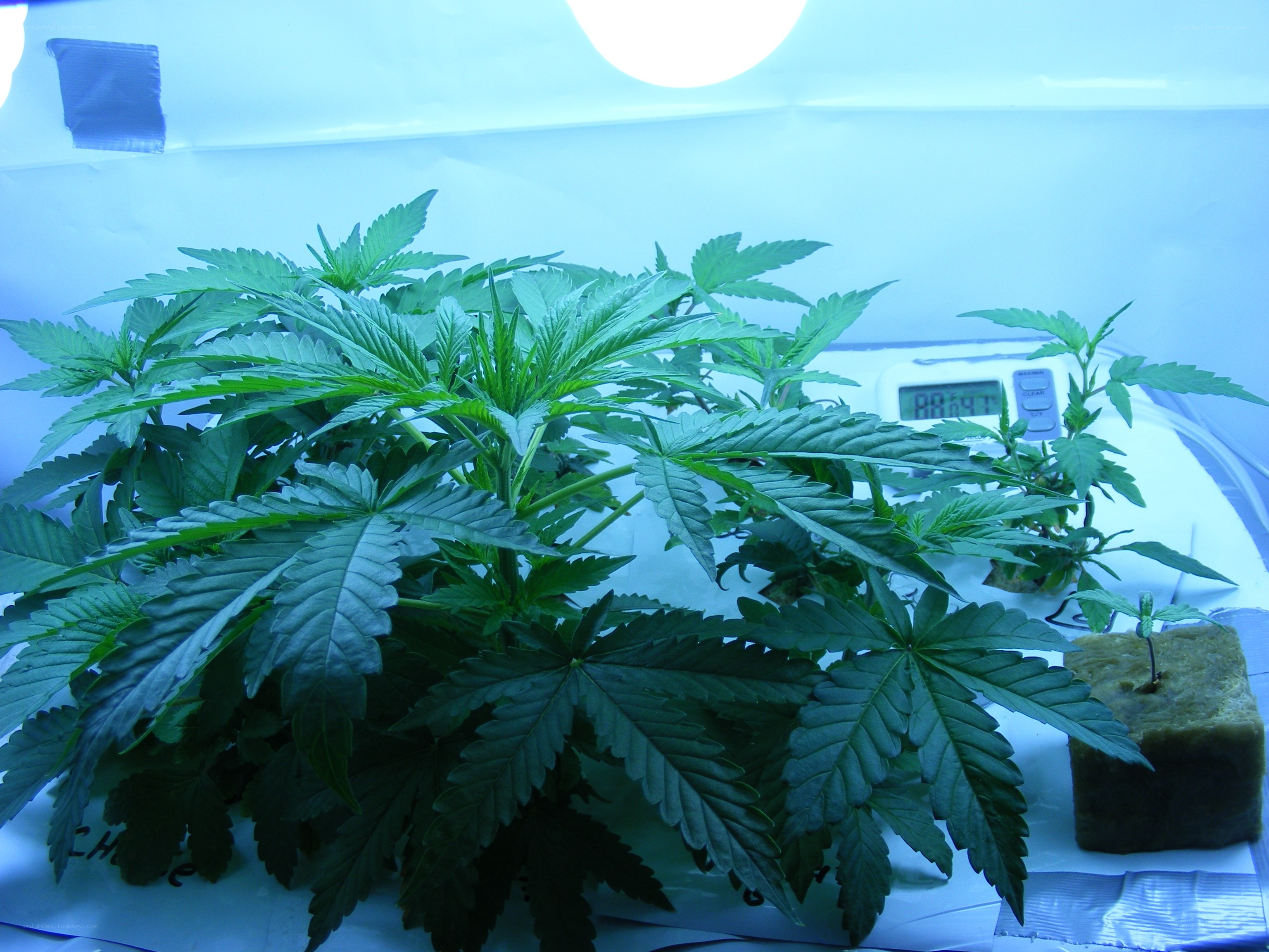 Cannabis plants under grow light