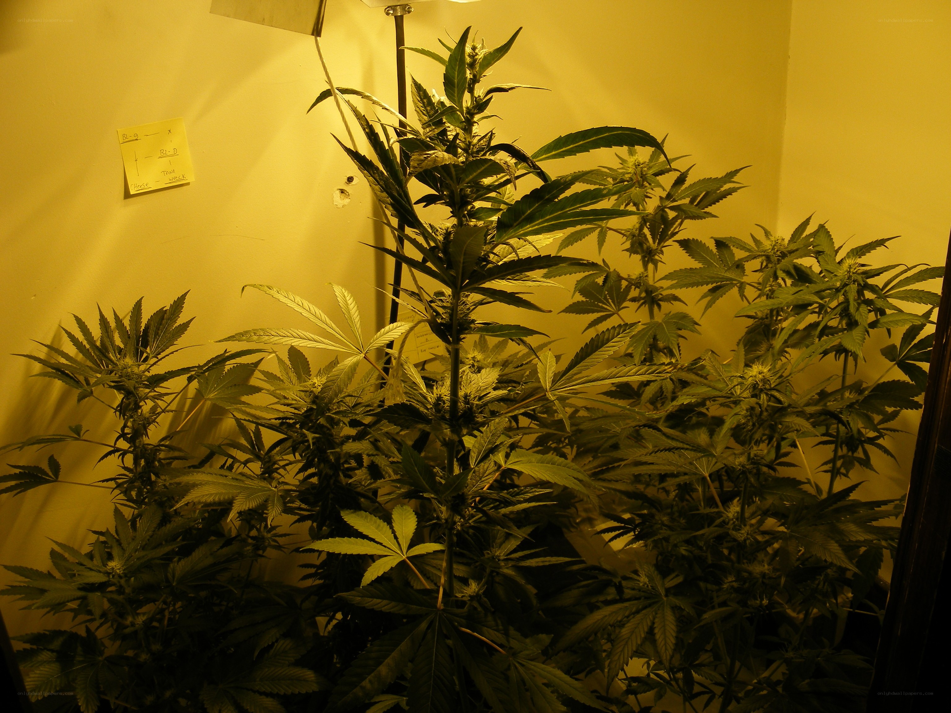 Cannabis plants under grow light