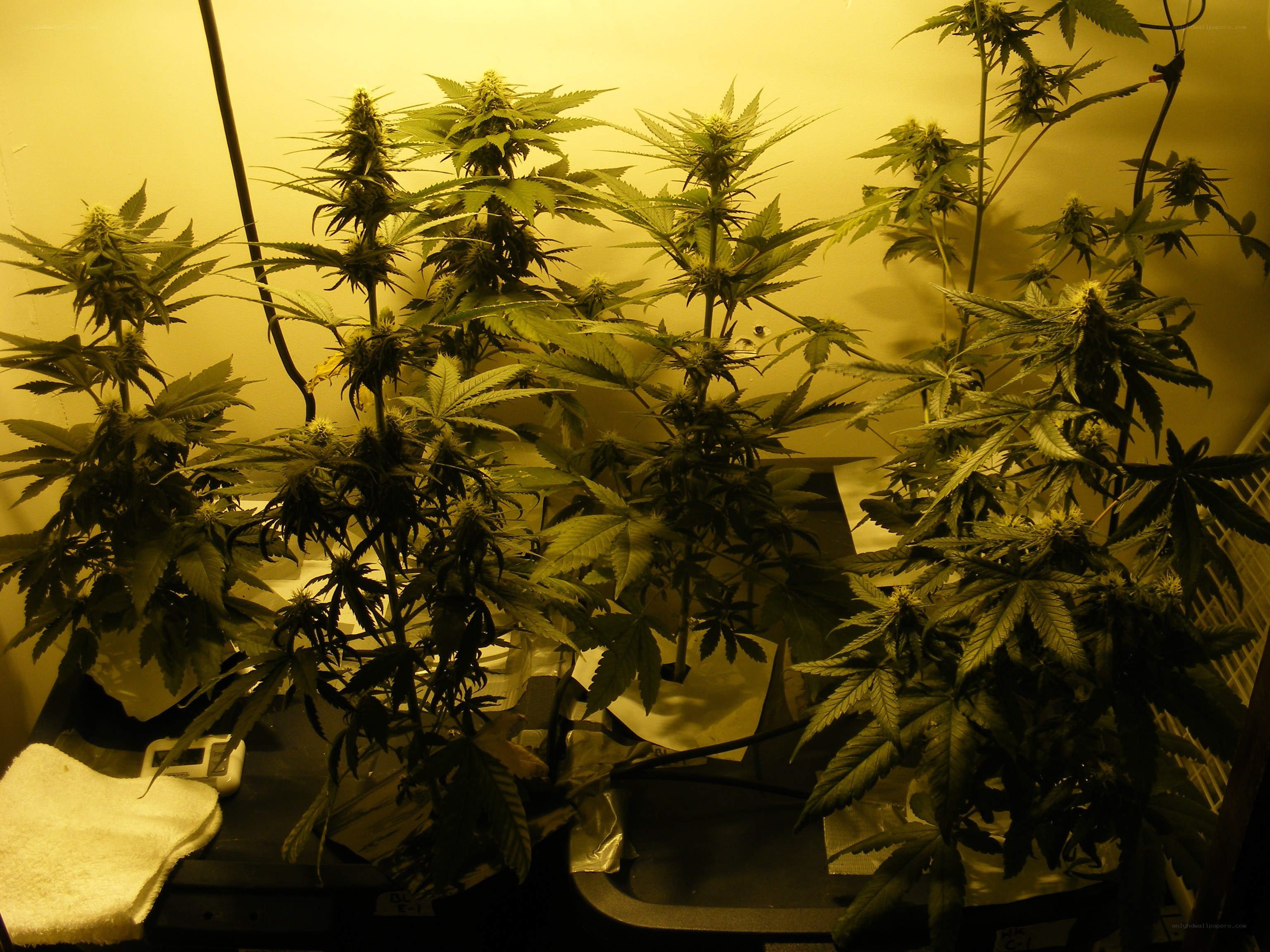 cannabis plants under grow lights