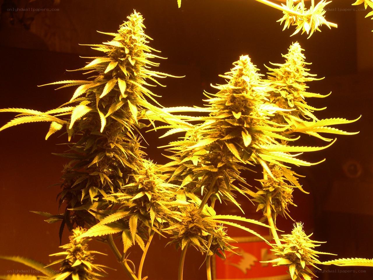 cannabis plants under grow lights