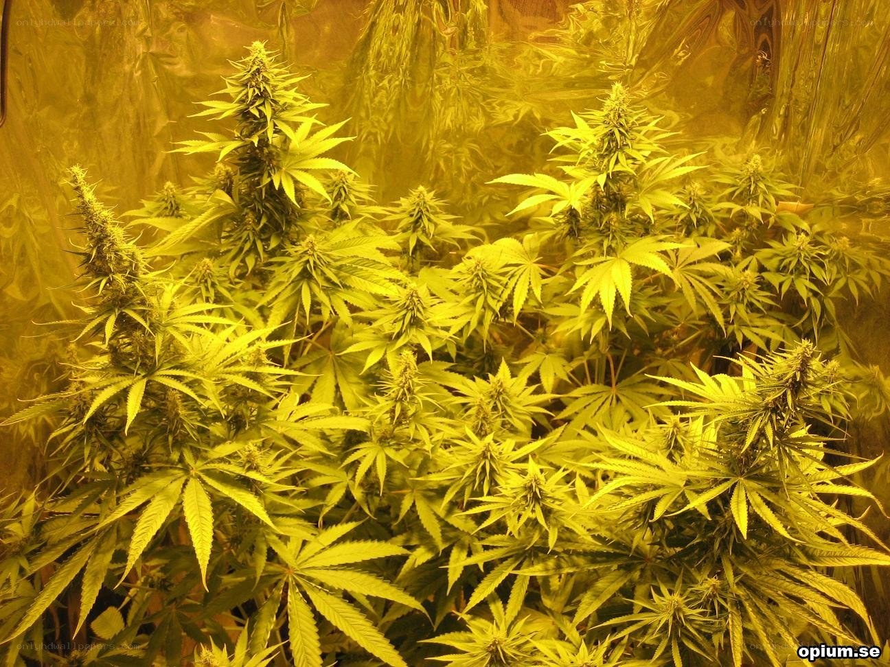 Cannabis plants under grow lights