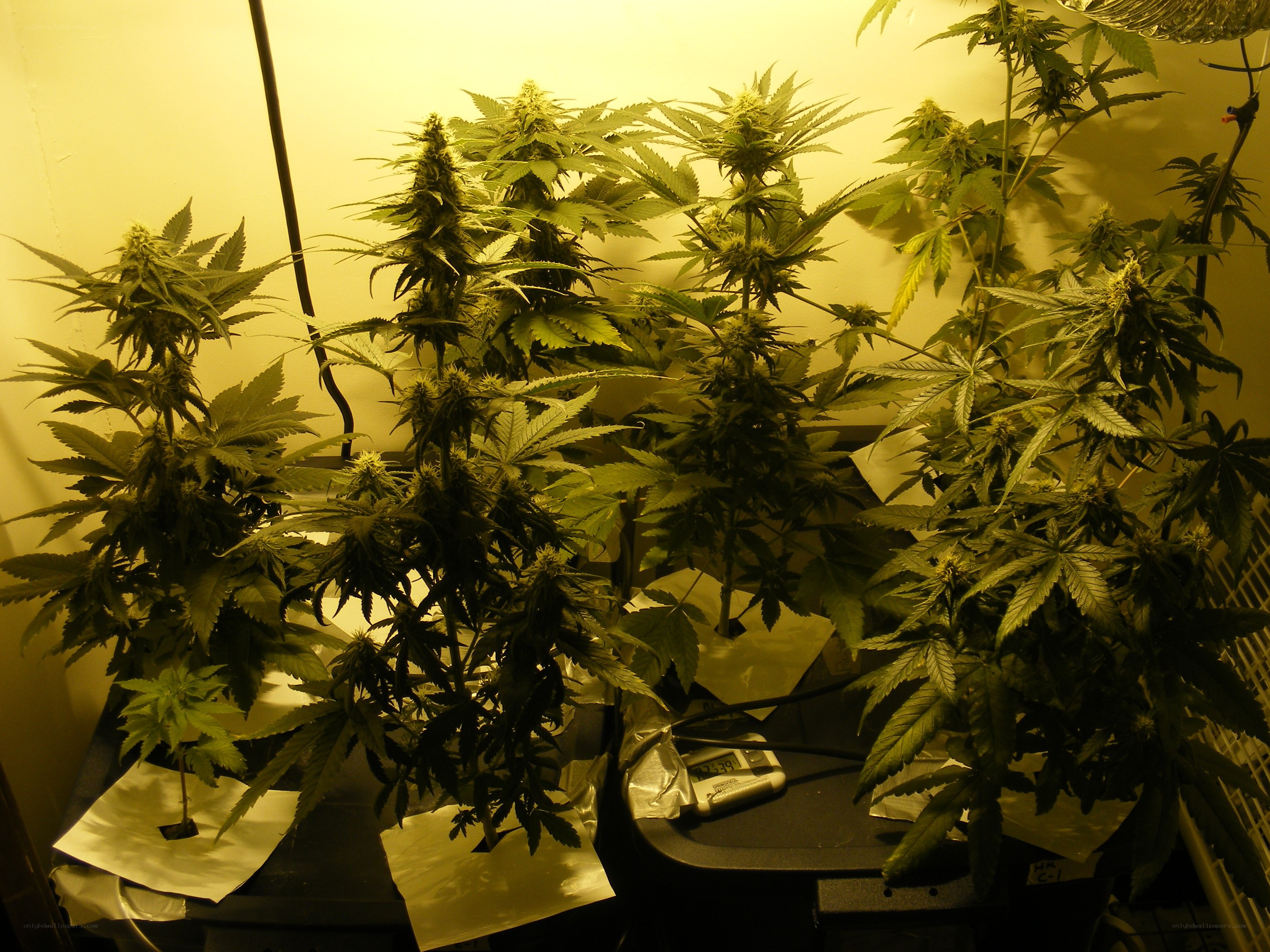 Cannabis plants under grow lights