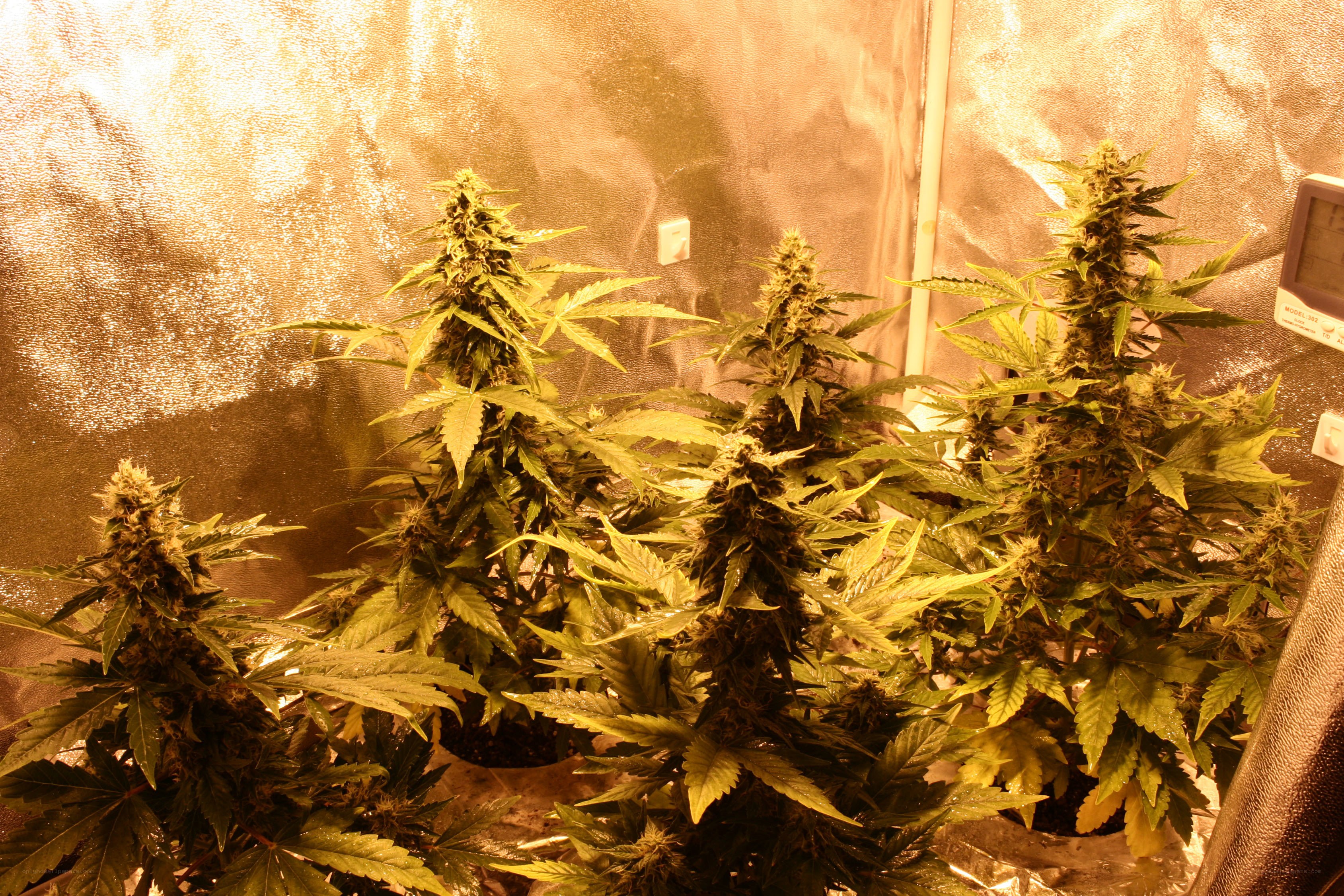 Cannabis plants under grow lights