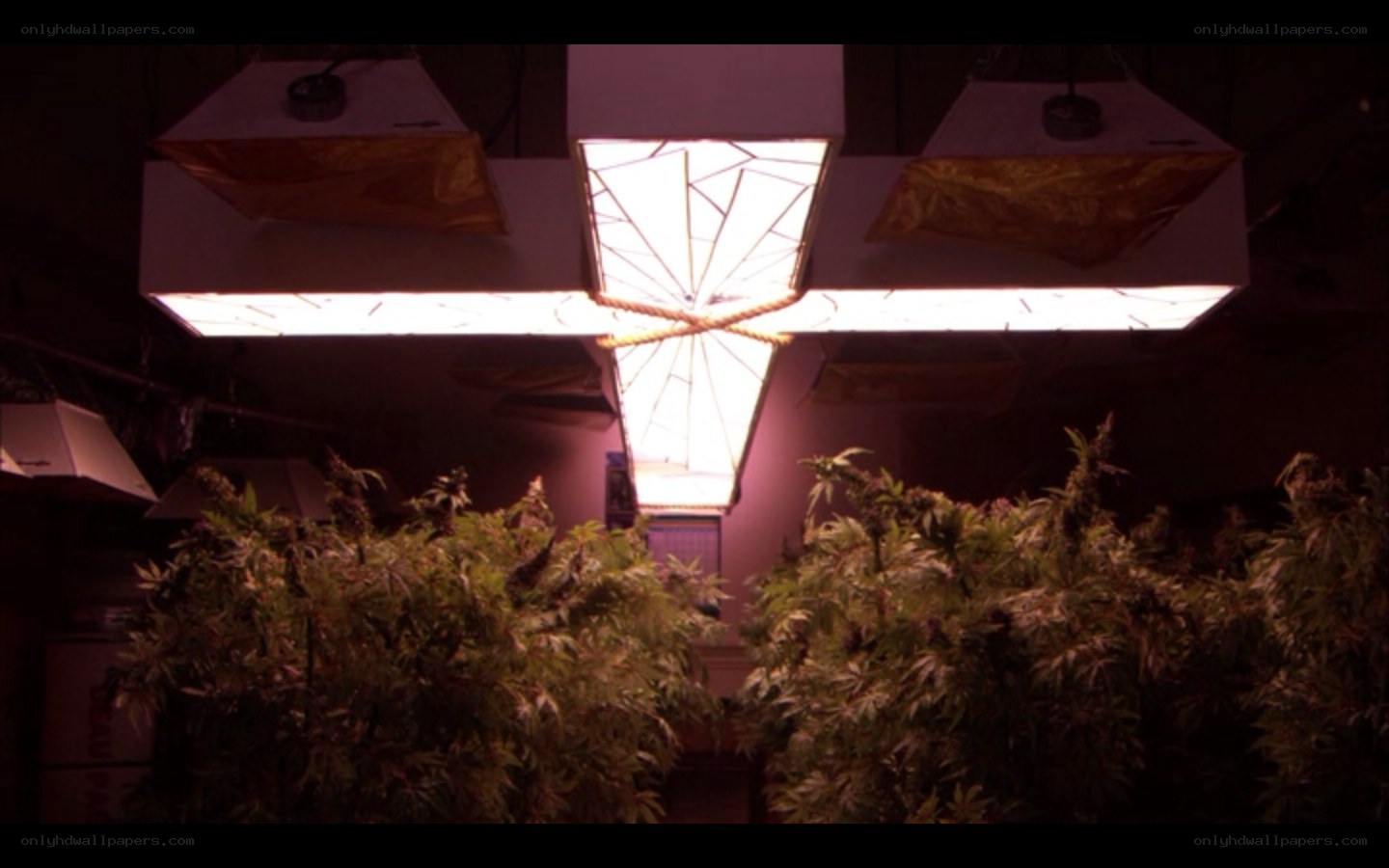 Cannabis plants under grow lights