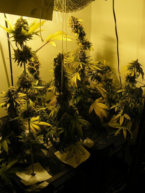 Cannabis plants under grow lights