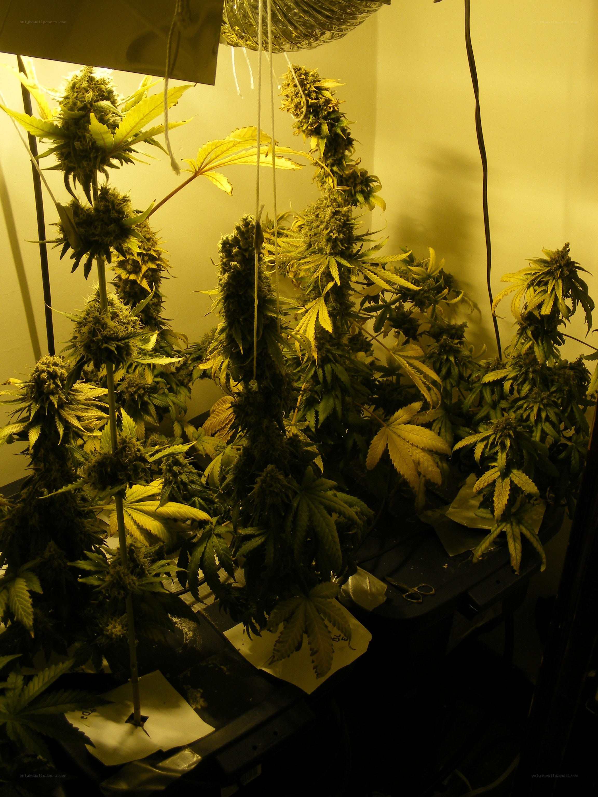 Cannabis plants under grow lights