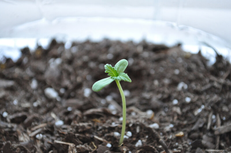 Cannabis Seedling — Green
