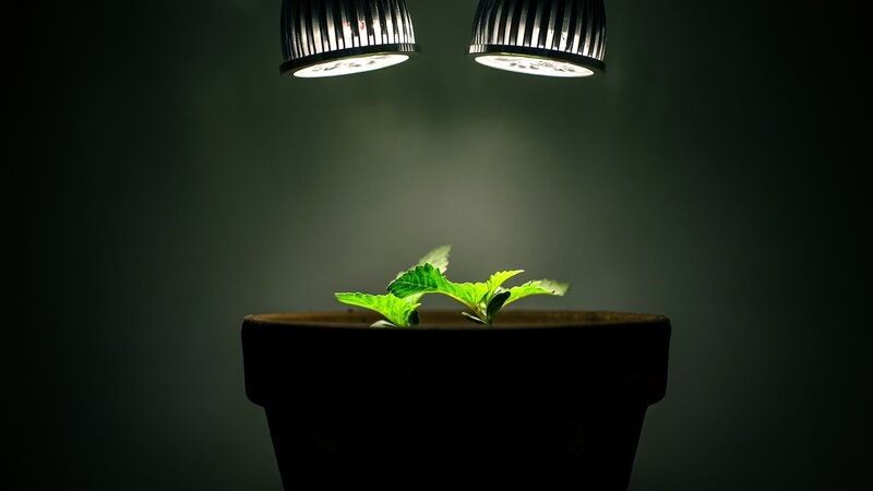 Cannabis Seedling in Pot