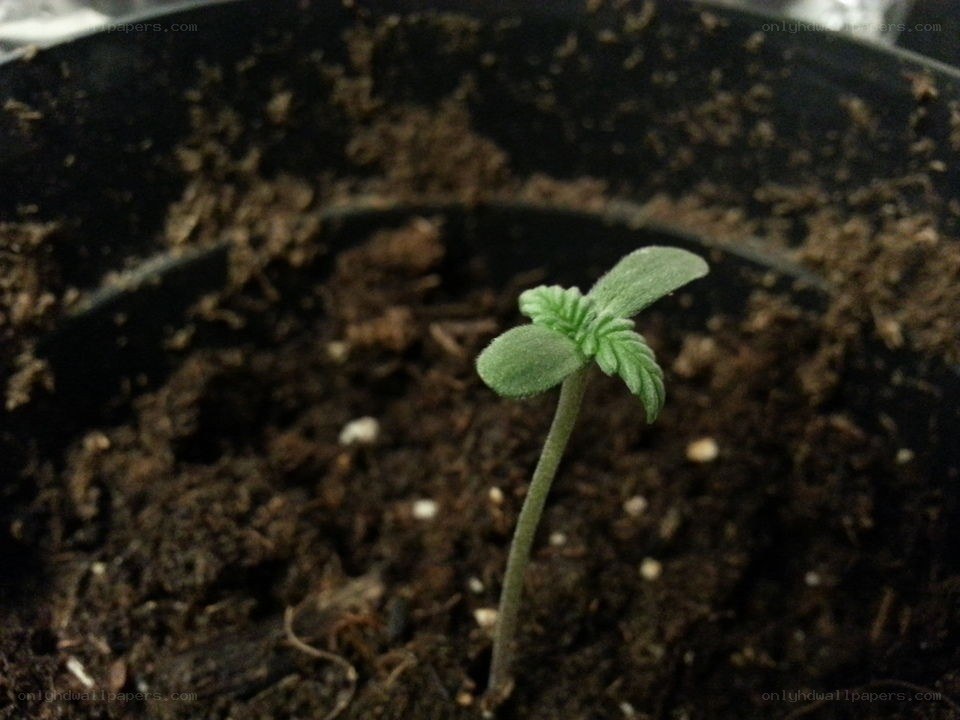 cannabis seedling in soil