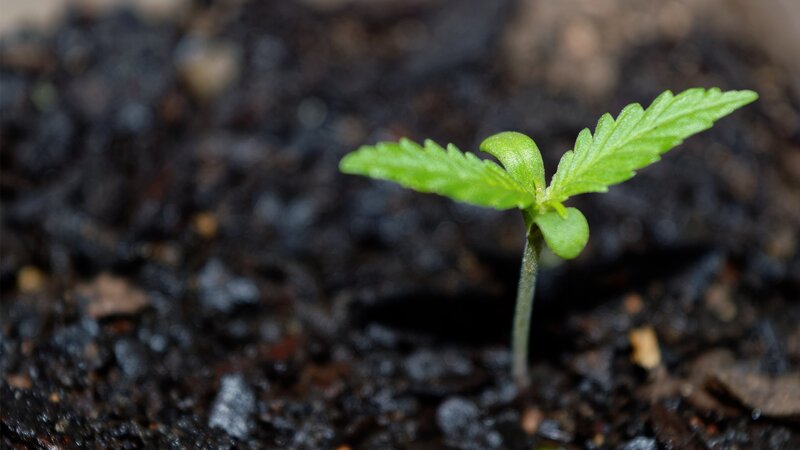 Cannabis Seedling