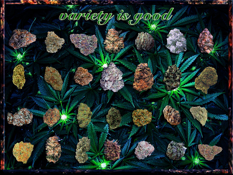 cannabis variety display