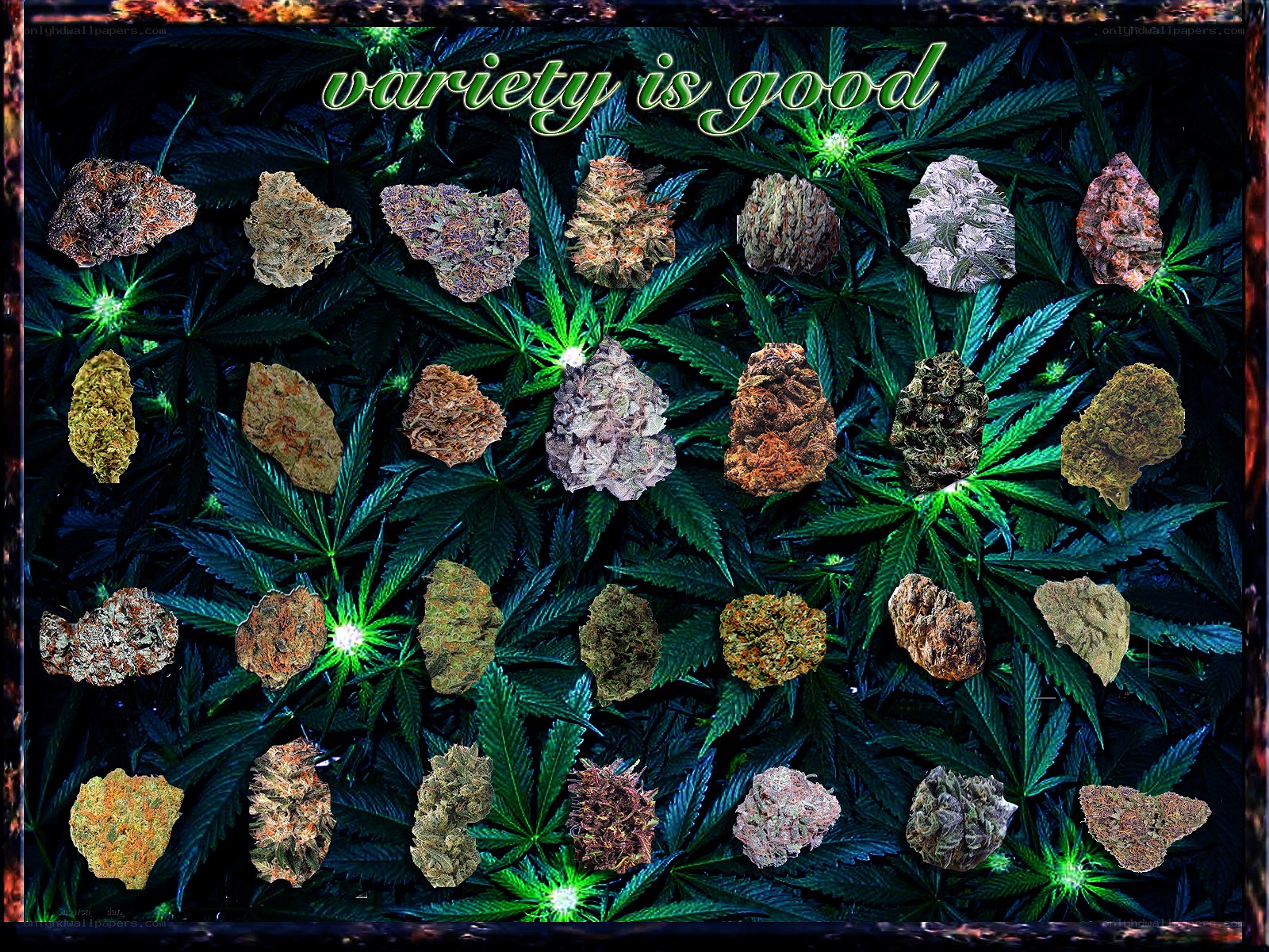 cannabis variety display