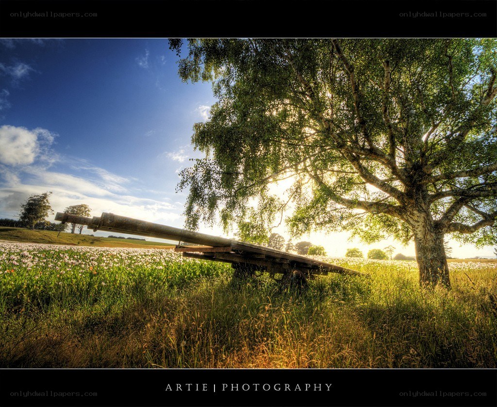 Cannon in a flower field
