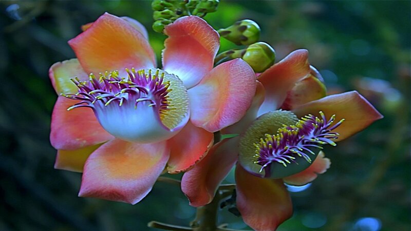 Cannonball Tree Flower