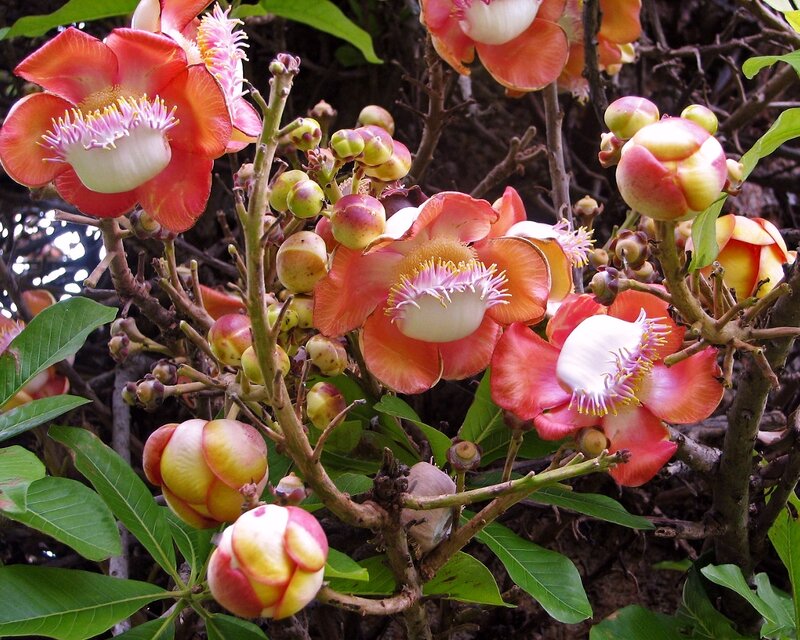 Cannonball Tree Flowers