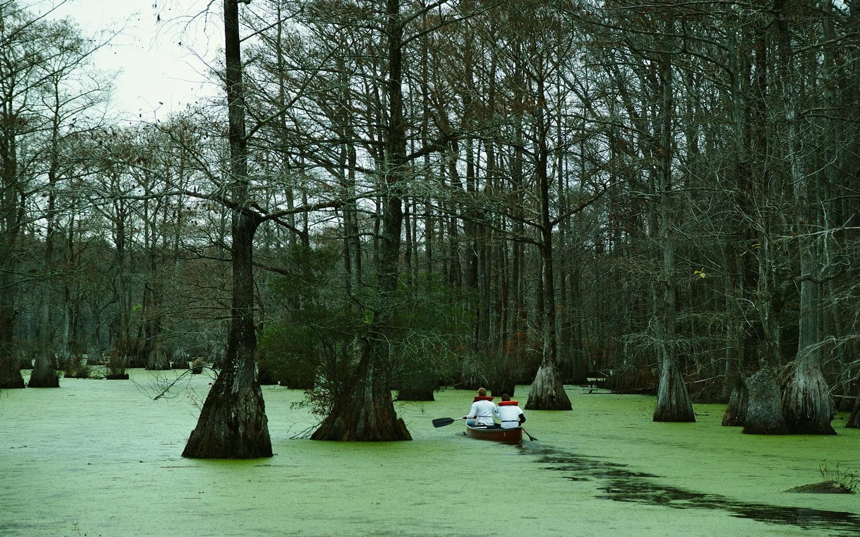 Canoeing through a cypress swamp