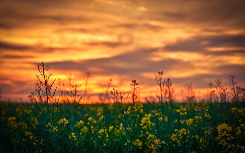 Canola Field at Sunset — Orange, Serene
