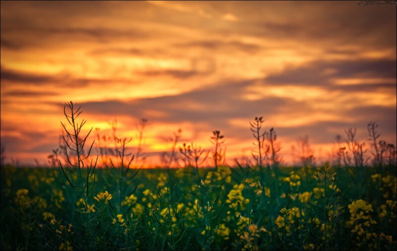Canola Field at Sunset — Orange