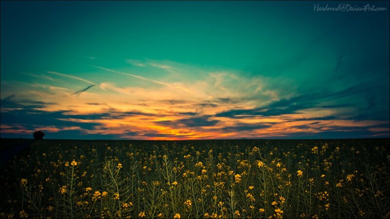 Canola Field at Sunset — Teal