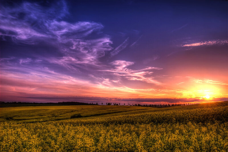 Canola Field at Sunset
