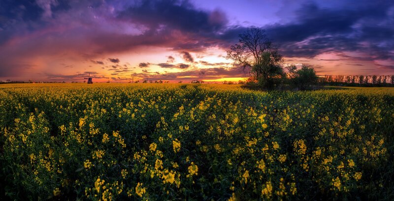 Canola Field at Sunset — Yellow, Dramatic, Photograph, Windmill
