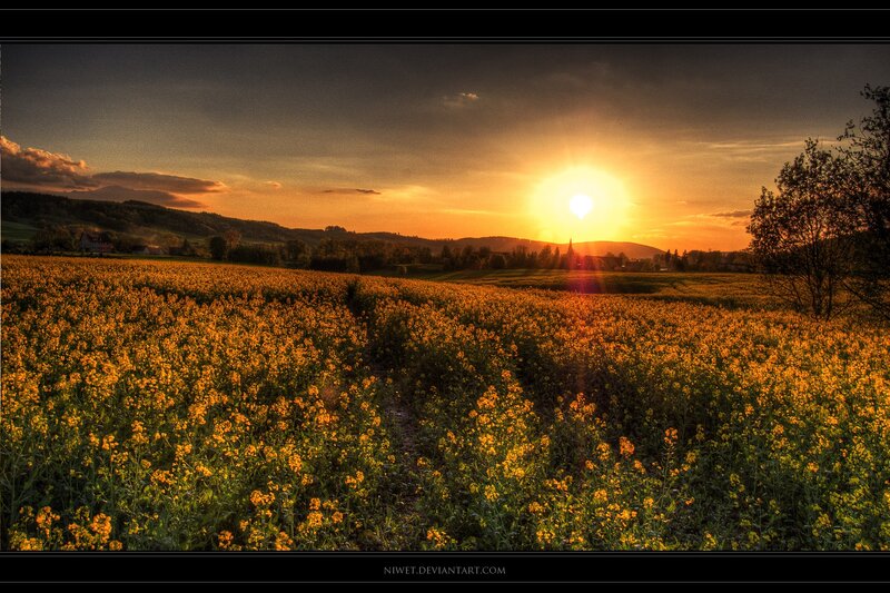 Canola Field at Sunset — Yellow, Serene, Photograph, Sun, Hills
