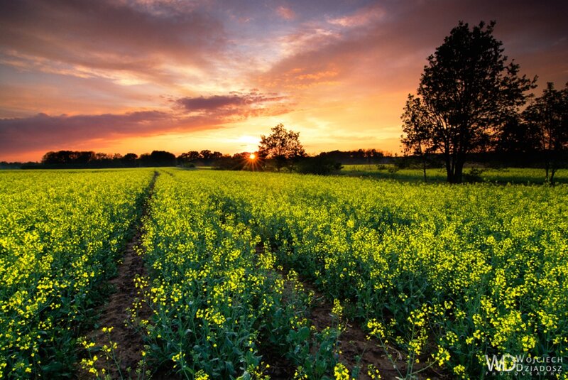 Canola Field at Sunset — Yellow, Serene