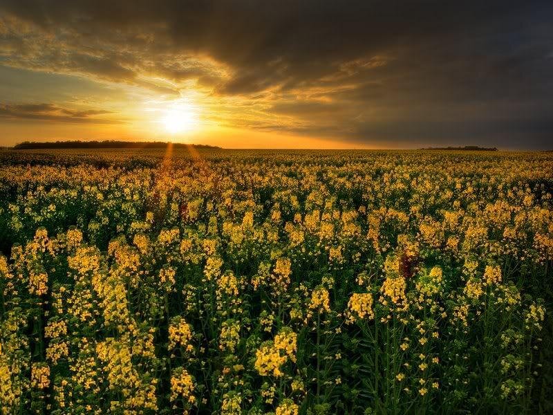 Canola Field at Sunset — Yellow