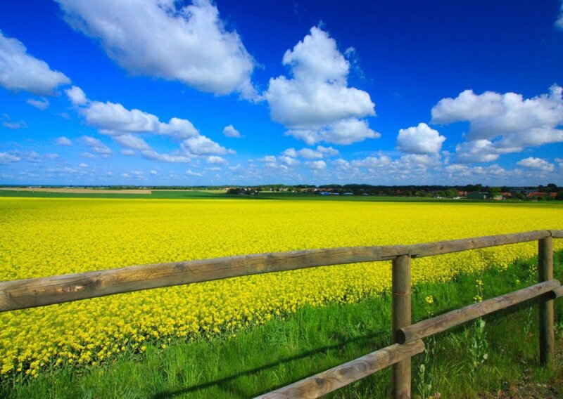 Canola Field Landscape