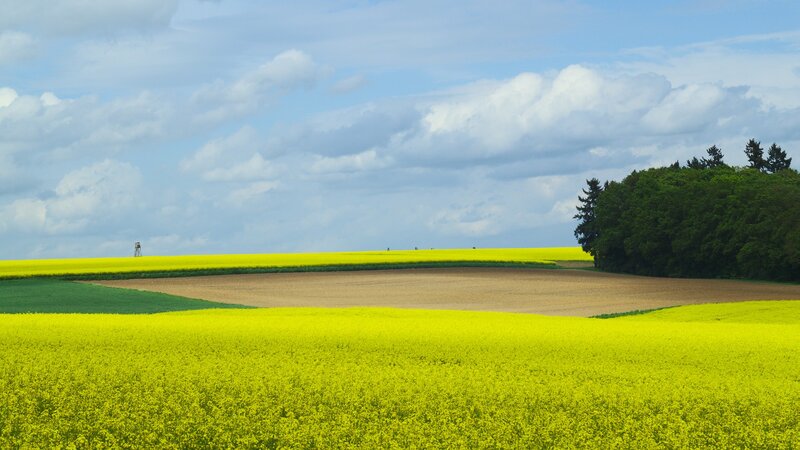 Canola Field Landscape — Yellow