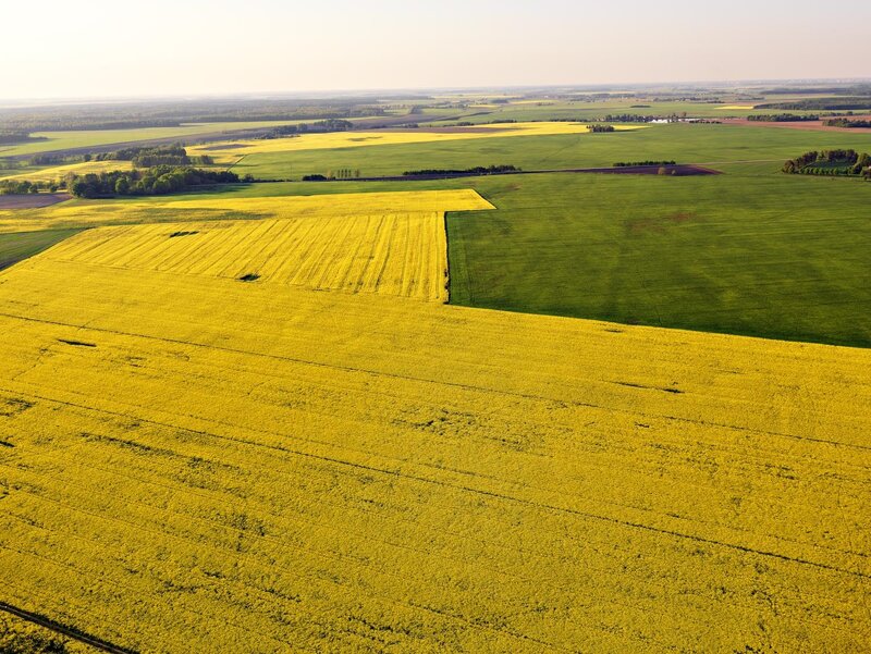 Canola Fields from Above