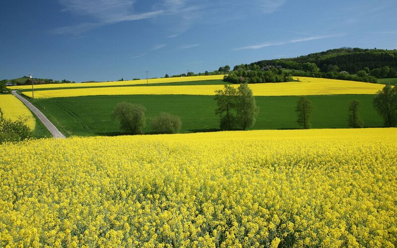 Canola Fields in Spring