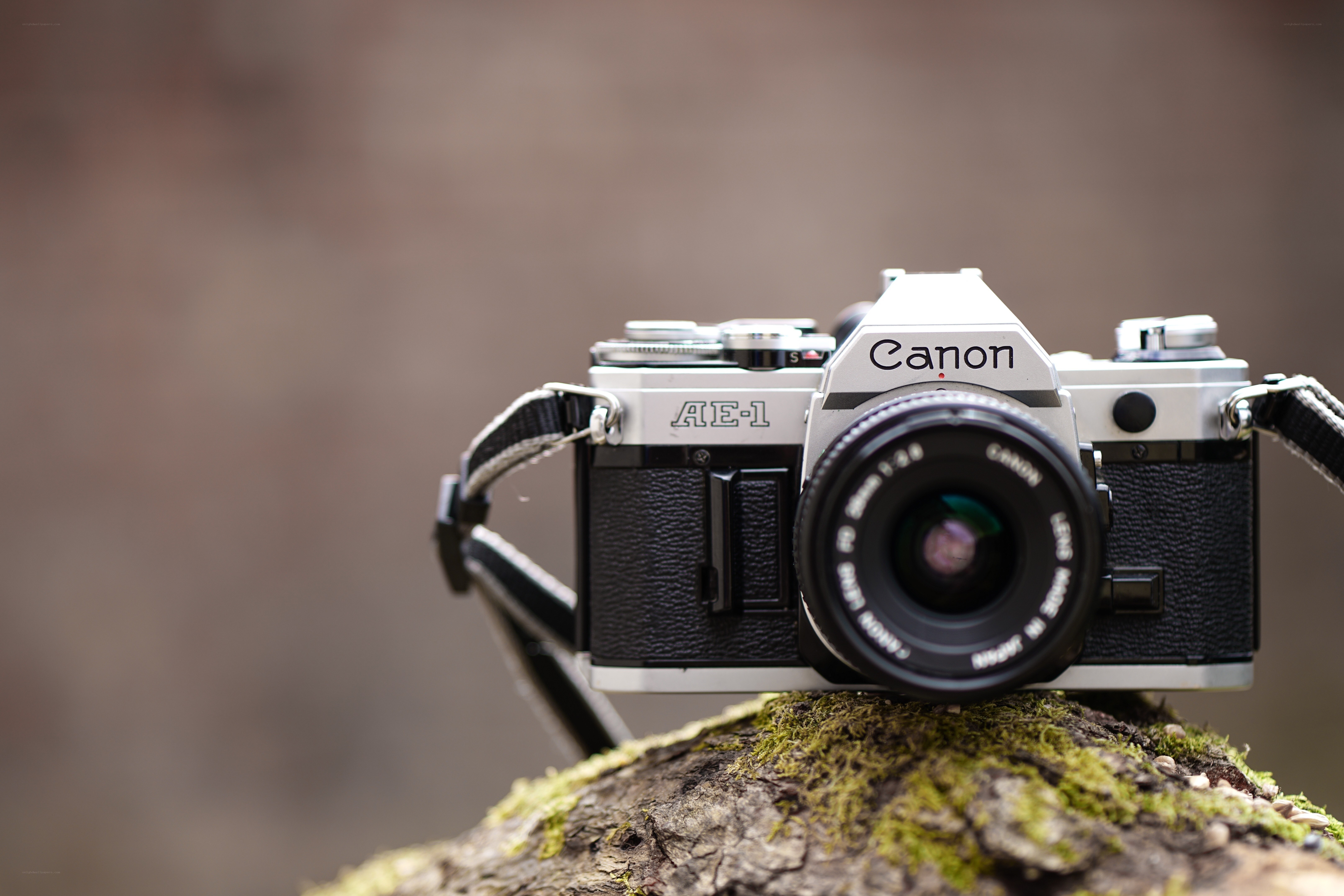 Canon AE-1 camera on mossy log