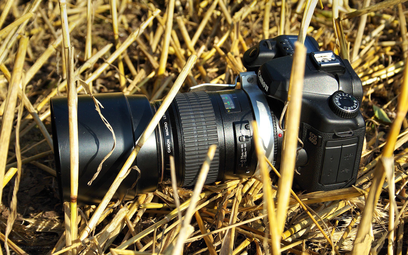 Canon camera in dry grass