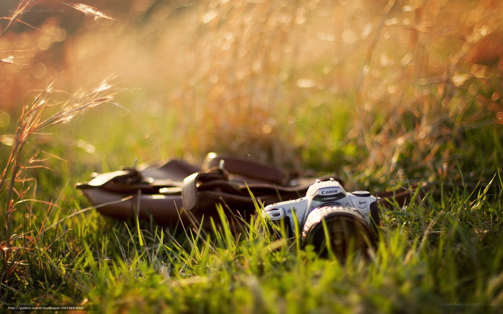 Canon camera in grass at sunset