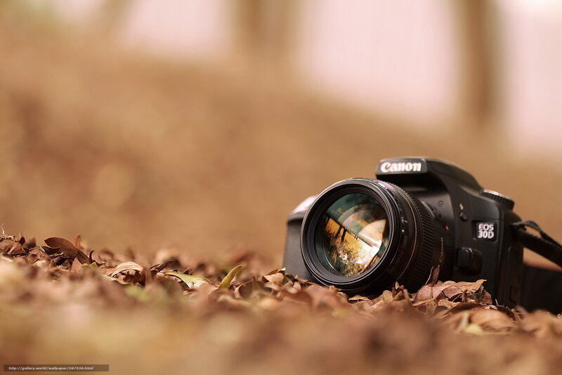 Canon camera on autumn leaves