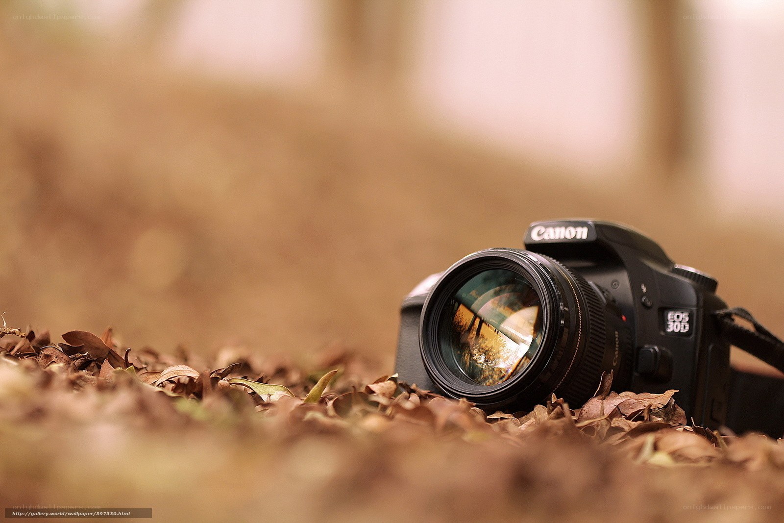 Canon camera on autumn leaves