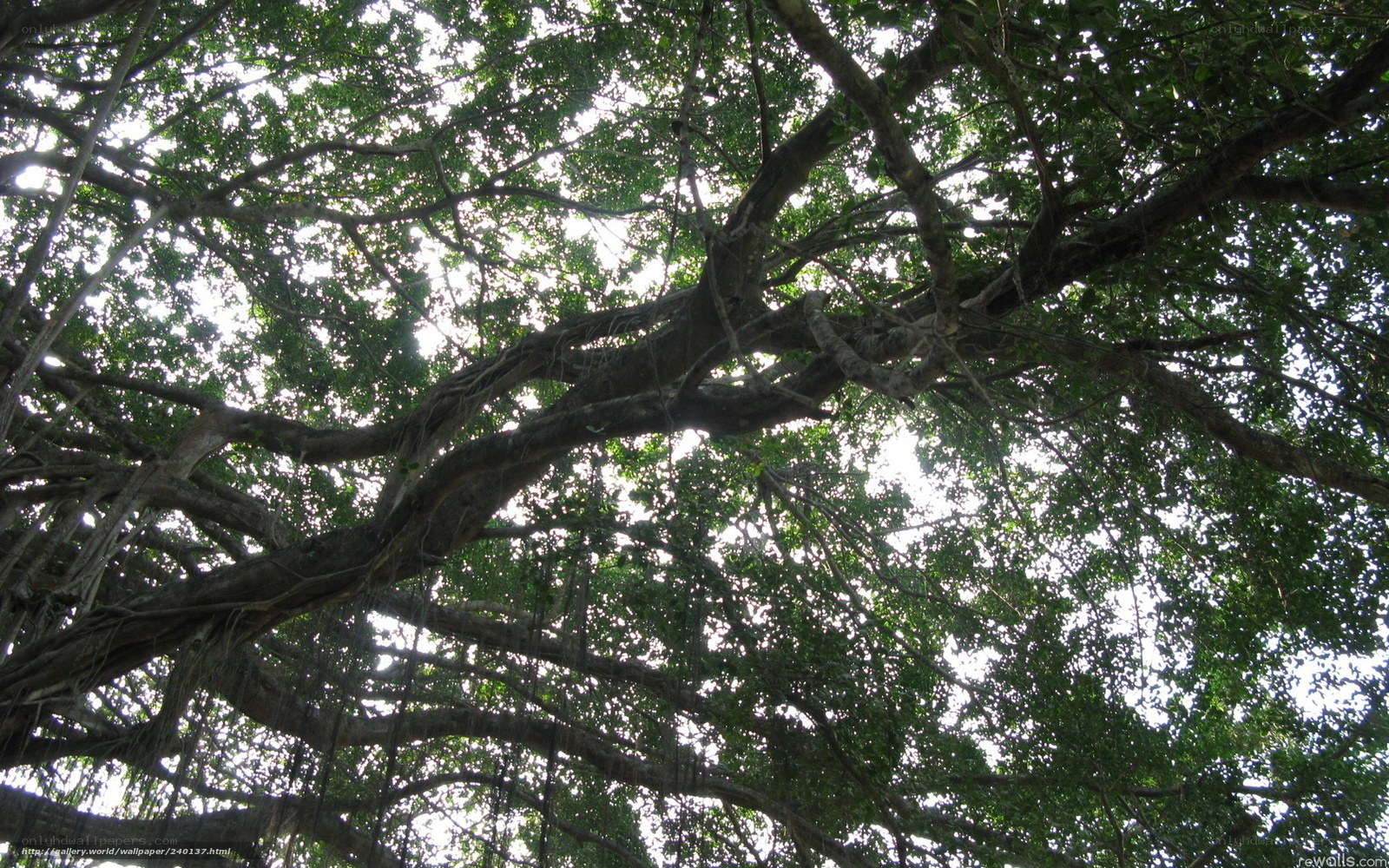 canopy of a large tree