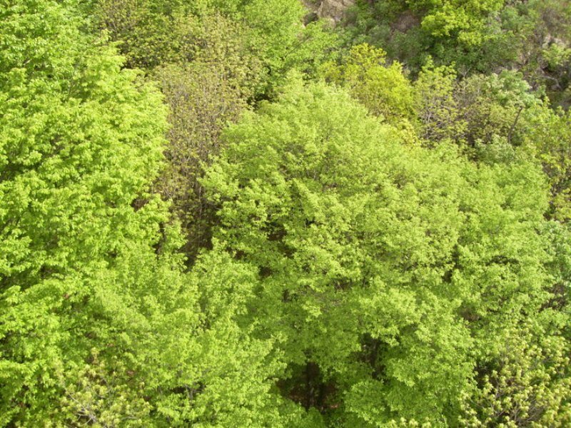 Canopy of Green Trees
