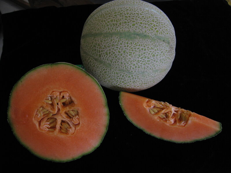 Cantaloupe melon cut in half