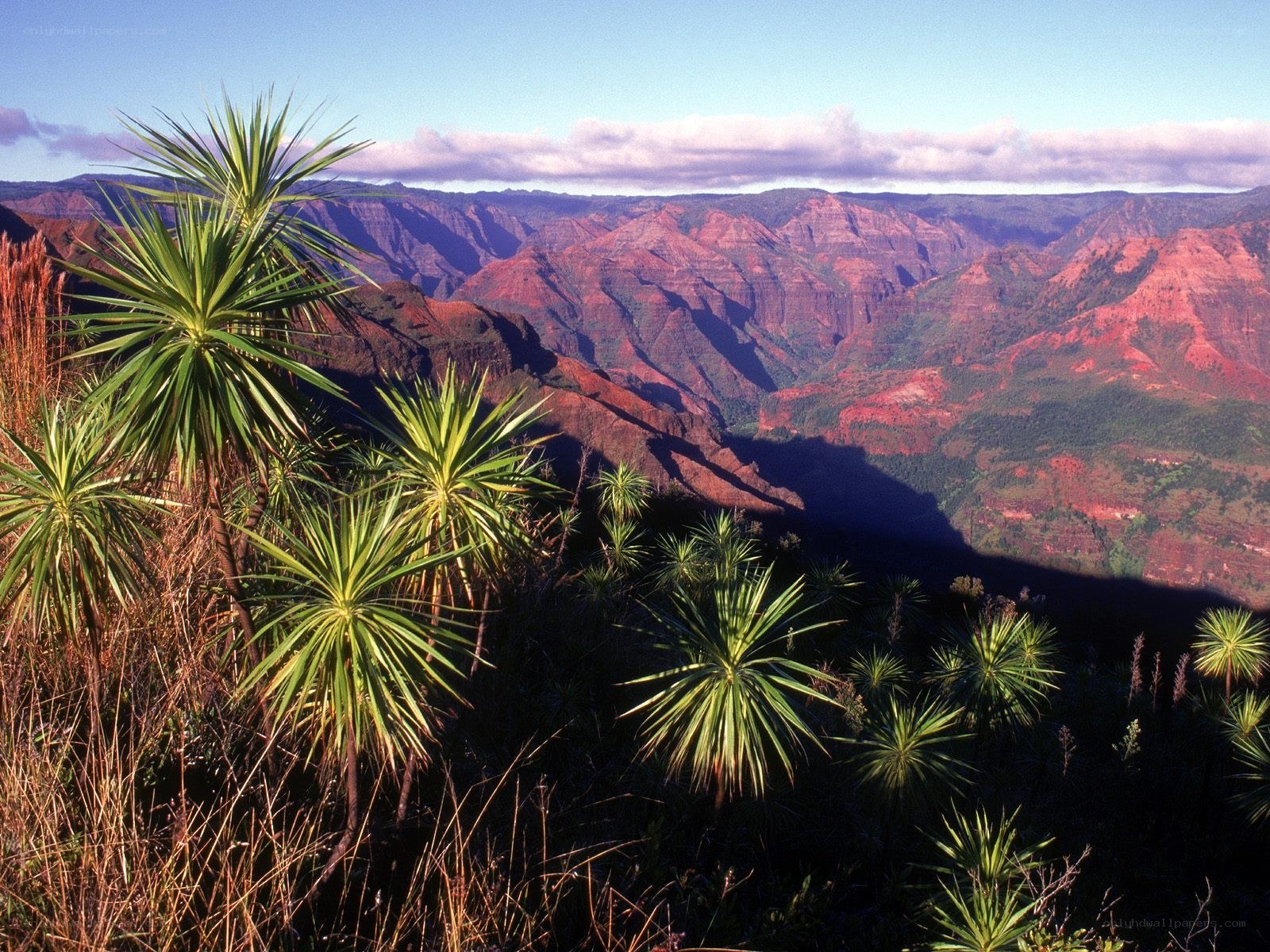 Canyon landscape with palm trees