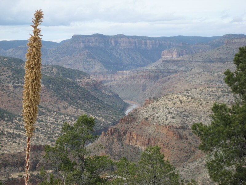 canyon landscape with yucca plant