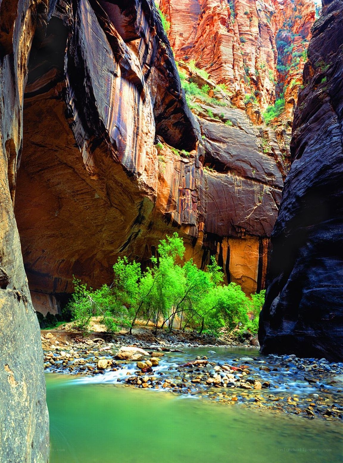 Canyon stream with green trees