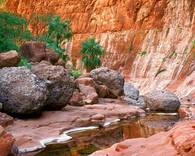 Canyon Stream with Palm Trees
